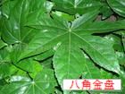 桂花樹(shù)苗價(jià)格網(wǎng),桂花樹(shù)苗 ,桂花樹(shù)苗網(wǎng)