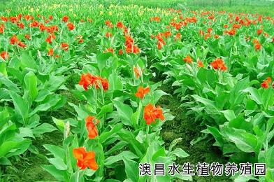 8月的水生美人蕉/水生美人蕉種苗銷售/河北水生美人蕉種植基地