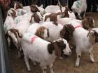 大量供應(yīng)兔頭兔肉，獺兔種兔，肉兔種兔