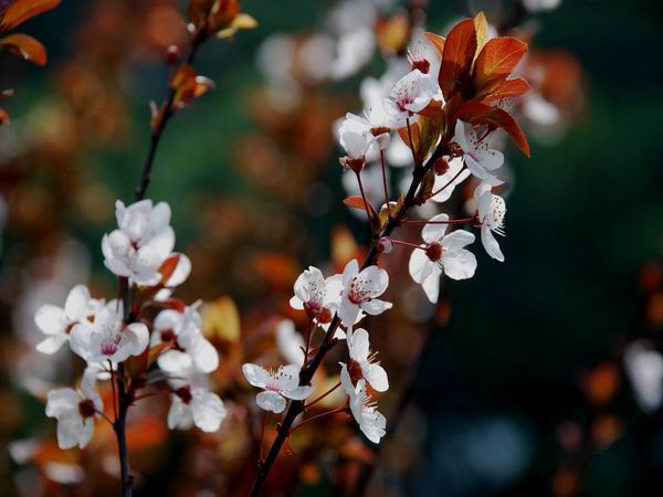 桂花樹價格，南京桂花樹價格