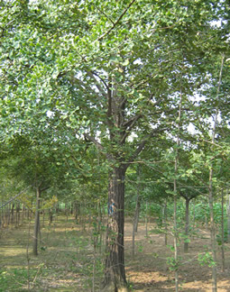 山東銀杏樹價格|山東銀杏樹價格表|山東銀杏樹行情