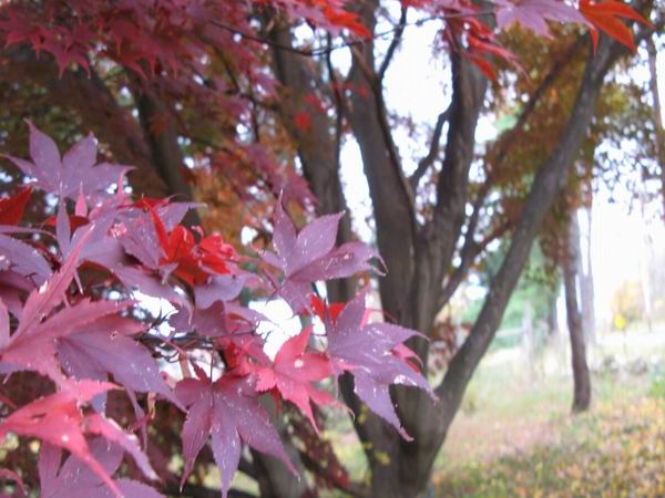 紅楓價格，南京紅楓價格