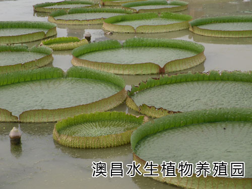 水生植物公司，銷售水生植物，訂購水生植物，水生植物公司