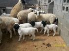供應兔頭，鮮兔肉，各種獺兔種兔