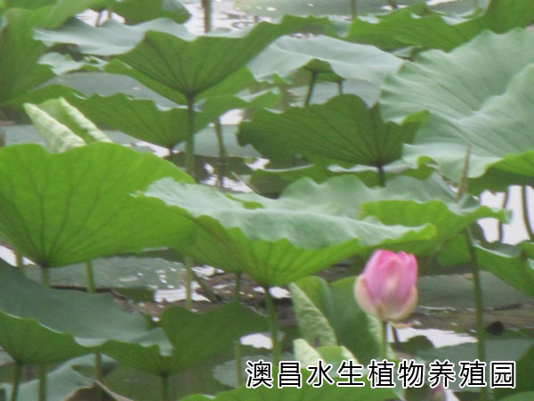 河北水生花卉種植/批發(fā)水生花卉/水生花卉種苗/澳昌園