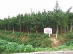 湖北銀杏樹，湖北銀杏樹價格，湖北武漢銀杏樹價格