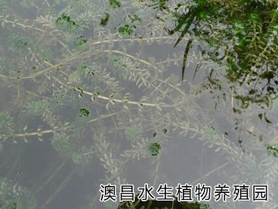 白洋淀澳昌水生植物園，專業種植各種水生花卉，水生花卉種苗