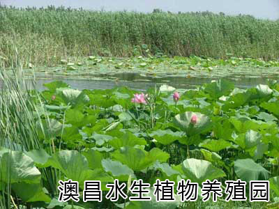 白洋淀水生植物園，專業(yè)種植水生植物，批發(fā)水生植物種苗