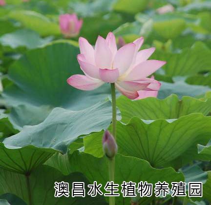 澳昌水生花卉基地/水生花卉培育中心/室內(nèi)水生花卉種苗批發(fā)