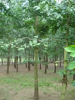 山東銀杏樹(shù)小苗,成都銀杏樹(shù)的價(jià)格,山東郯城銀杏樹(shù)基地