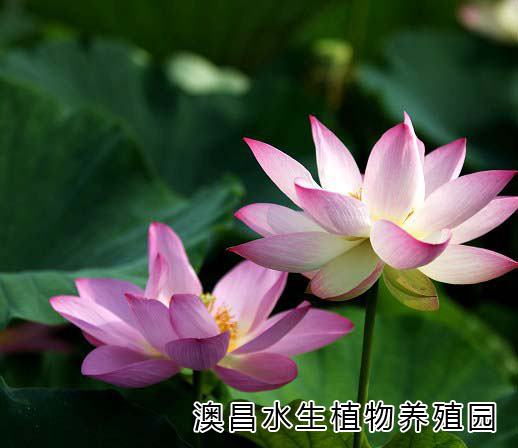 白洋淀澳昌水生植物園/專業種植各種水生花卉/水生花卉種苗
