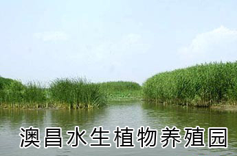 河北水生花卉/水生花卉種植技術/水生花卉管理方法/澳昌園