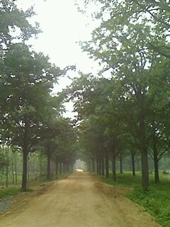 邳州銀杏苗圃場(chǎng) 銀杏價(jià)格咨詢 