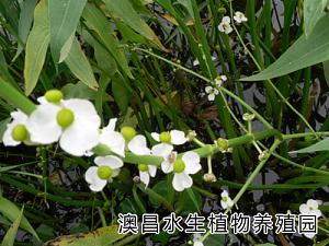 水生植物價格行情，野生水生植物，水生植物品種，澳昌植物