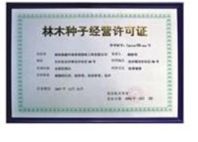 邳州聚源銀杏小苗價格，江蘇聚源銀杏管理，徐州聚源銀杏