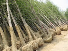 成都白果樹價格，四川白果樹價格，重慶白果樹價格