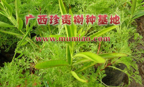 陽朔檀香苗，平樂檀香樹苗，荔蒲檀香樹的栽培技術