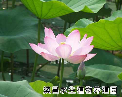 水生花卉網/安新水生花卉種植/水生花卉種苗/水生花卉園