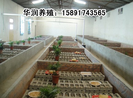 蝎子養殖技術 蝎子養殖 養殖蝎子基地 蝎子種苗