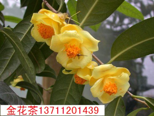  四季金茶花  