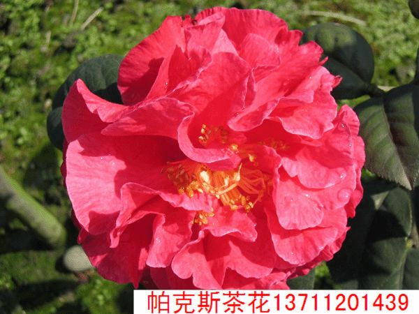 桂花樹苗價格,沉香樹苗價格,黃花梨樹苗價