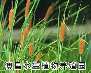 貴州水生花卉批發|云南水生花卉技術|陜西水生花卉園