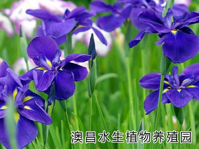 白洋淀水栽盆景植物批發/白洋淀水栽盆景植物種植/水栽盆景植物