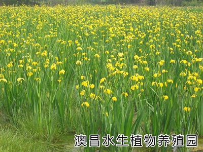 水栽盆景植物園/種植水栽盆景植物/銷售水栽盆景植物/水栽盆景