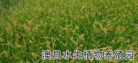 貴州水生植物批發(fā)|云南水生植物技術(shù)|陜西水生植物園
