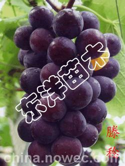 【葡萄苗木繁育|大粒葡萄苗】【紅提葡萄苗】