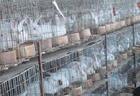 供應山東獺兔場嘉祥獺兔場,獺兔成本