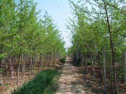 銀杏樹價(jià)格.15銀杏樹價(jià)格.2011年銀杏樹價(jià)格