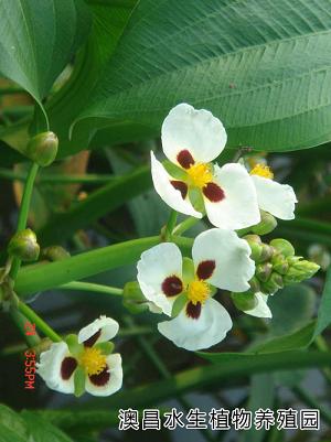 供應(yīng)白洋淀水生花卉，批發(fā)水生植物，優(yōu)質(zhì)睡蓮種植