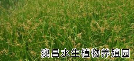 安新水生花卉公司，白洋淀水生花卉批發(fā)，水生植物廠家