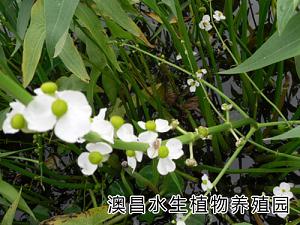 安新水生花卉公司，白洋淀水生花卉批發(fā)，水生植物廠家