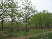 2011年銀杏樹(shù)報(bào)價(jià)，2011{zx1}銀杏樹(shù)價(jià)格，2011白果樹(shù)價(jià)格