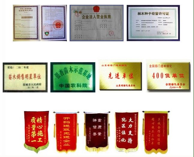 胸徑20公分銀杏，邳州胸徑20公分銀杏，供應胸徑20公分銀杏