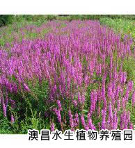 水生花卉種植園，供應(yīng)河北白洋淀水生花卉