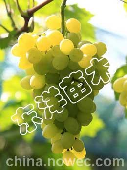 【夏黑葡萄苗|大粒葡萄苗】【優質紅提葡萄苗】