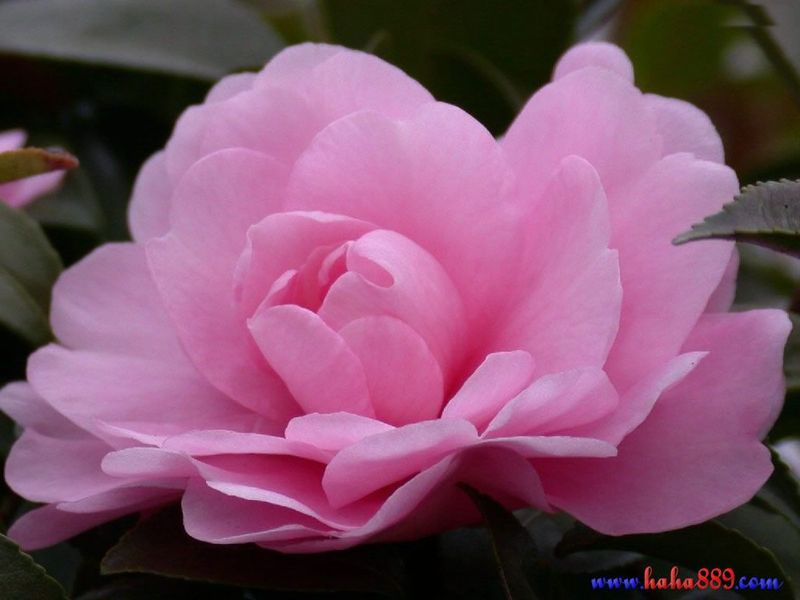 茶花種植技術(shù)，茶花價(jià)格行情