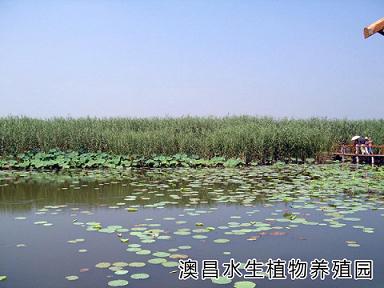 大量荷花種植  白洋淀種植荷花  批發(fā)蘆葦種植