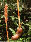 湖北天麻種植基地 天麻種植環(huán)境 天麻種苗供應(yīng)   