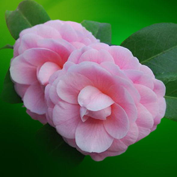 茶花世界,云南名貴茶花