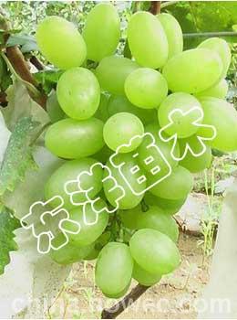 釀酒葡萄苗|無核早熟葡萄苗|紅提葡萄苗