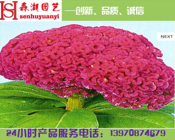 南昌花卉租賃公司,花卉盆栽租賃,綠植花卉租賃