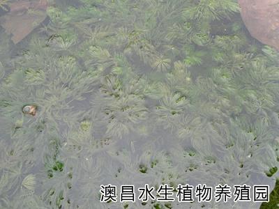 白洋淀哪里的水生植物種苗好？白洋淀澳昌水生植物園