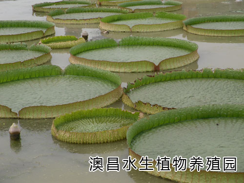 上海水生植物銷售-河北睡蓮種植種苗訂購