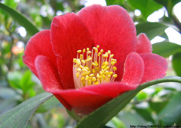 桂花樹苗價格   桂花品種圖   桂花四個品種