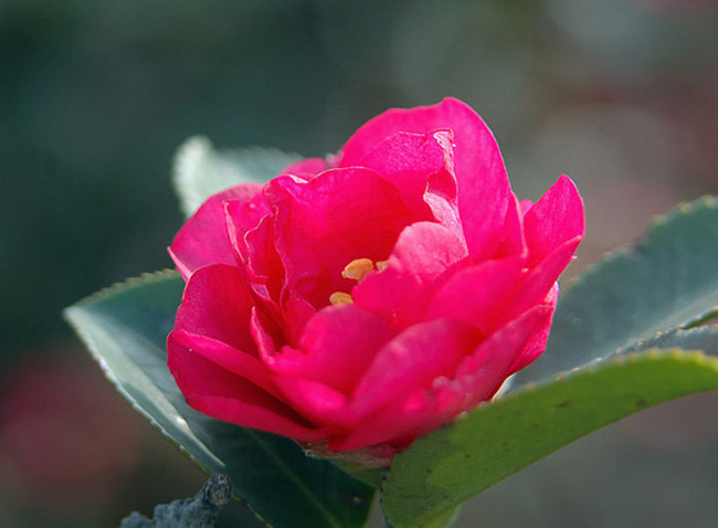 茶花女,茶花圖片,茶花的養(yǎng)殖方法,金茶花,茶花女