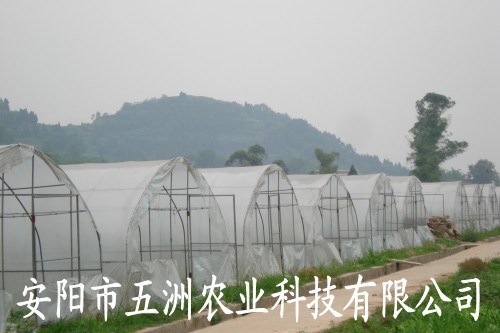 單棟鋼管鍍塑溫室大棚 大棚保溫板大棚